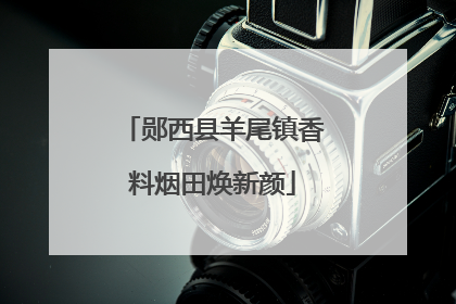 郧西县羊尾镇香料烟田焕新颜
