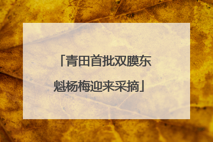 青田首批双膜东魁杨梅迎来采摘