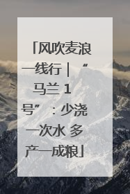 风吹麦浪一线行｜“马兰 1 号”：少浇一次水 多产一成粮