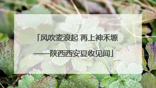 风吹麦浪起 再上神禾塬——陕西西安夏收见闻