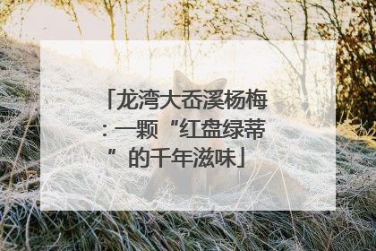 龙湾大岙溪杨梅：一颗“红盘绿蒂”的千年滋味