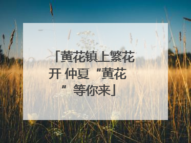 黄花镇上繁花开 仲夏“黄花”等你来