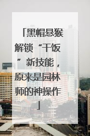 黑帽悬猴解锁“干饭”新技能，原来是园林师的神操作