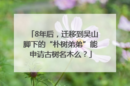 8年后，迁移到吴山脚下的“朴树弟弟”能申请古树名木么？